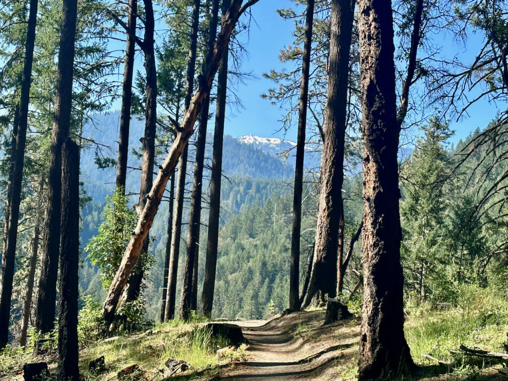 View of Mt Ashland from the Wonder trail.